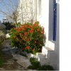 Flowers new photos
