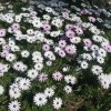 Flowers new photos