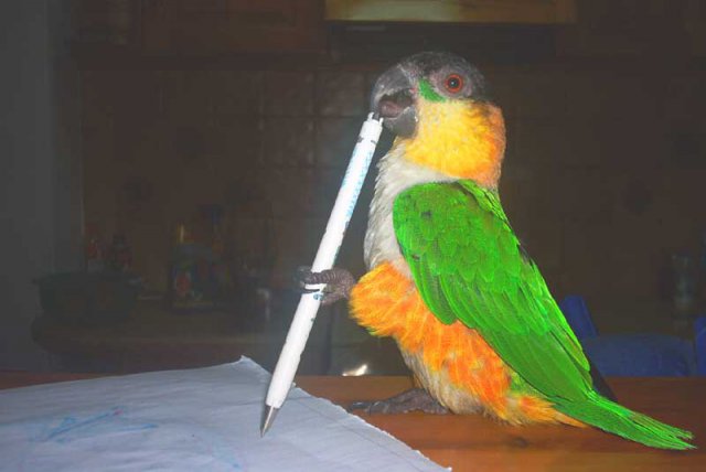 My parrot