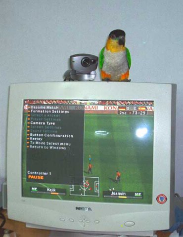 My parrot