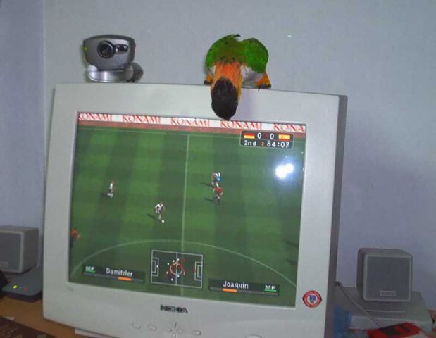 My parrot