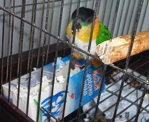 My parrot