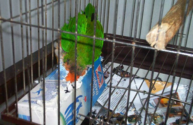 My parrot