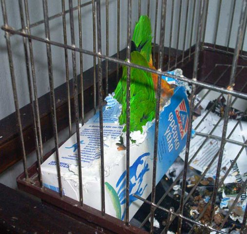 My parrot