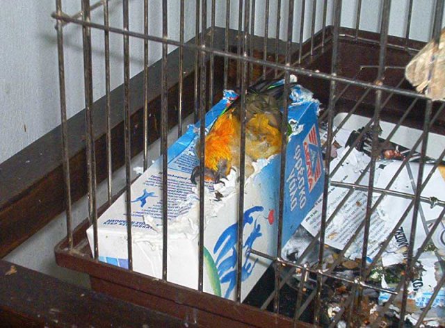 My parrot