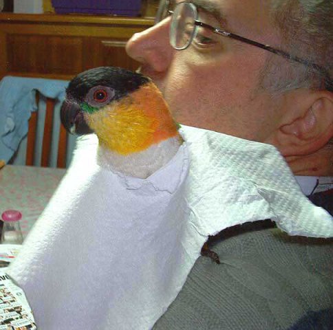 My parrot