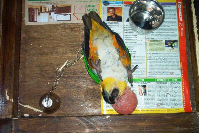 My parrot