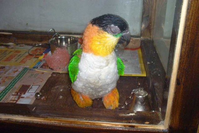 My parrot