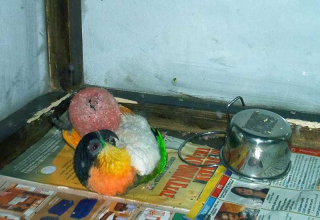 My parrot