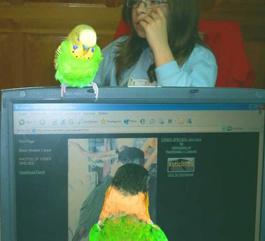 My parrot