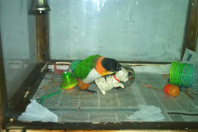 My parrot