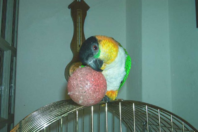 My parrot
