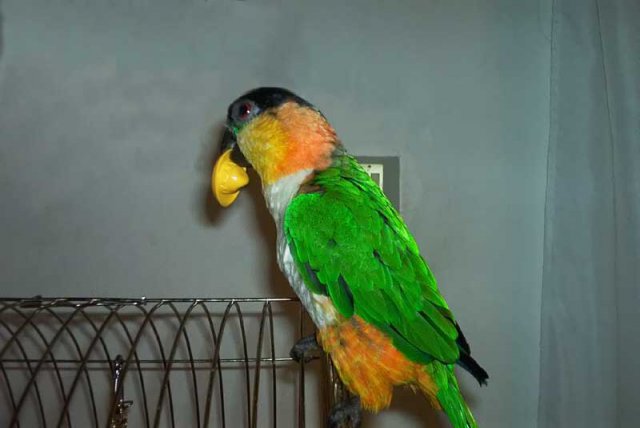 My parrot