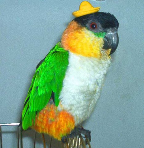 My parrot