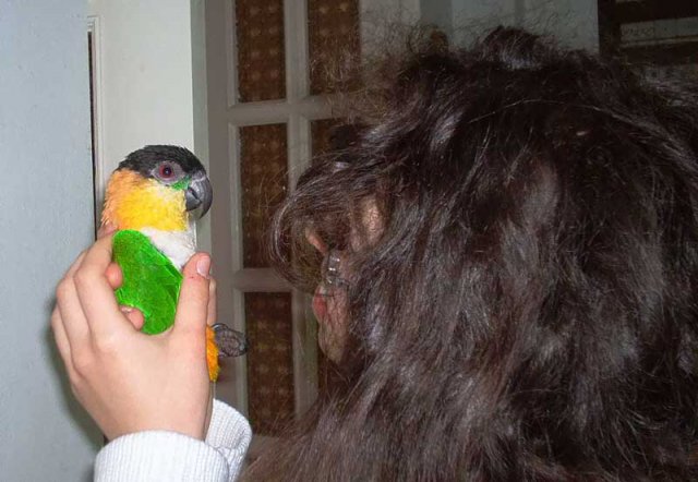 My parrot