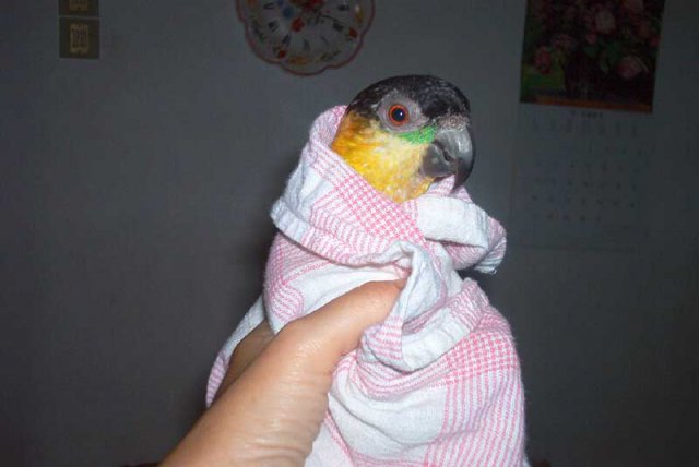 My parrot