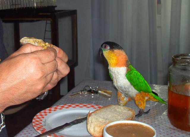 My parrot