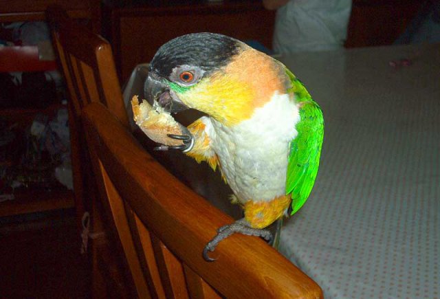 My parrot