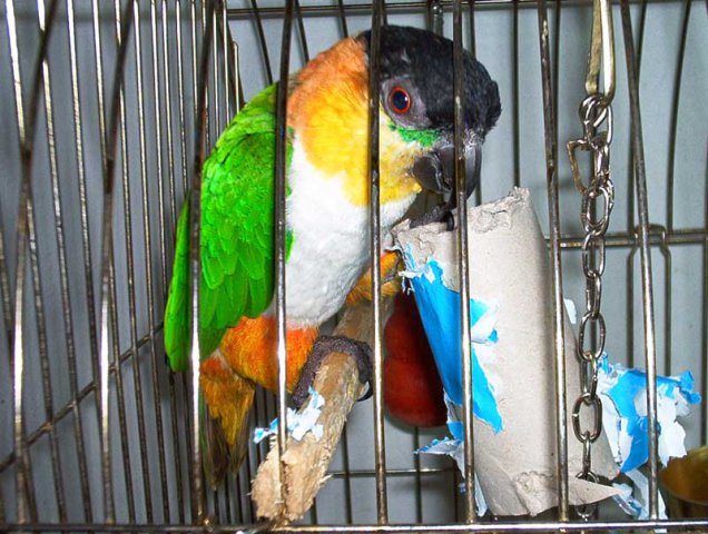 My parrot