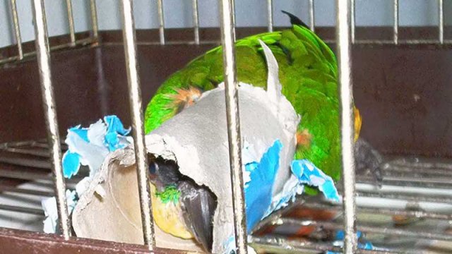 My parrot