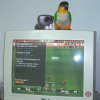 My parrot
