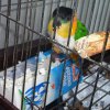 My parrot