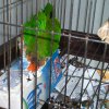 My parrot