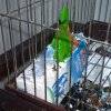 My parrot