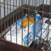 My parrot