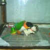 My parrot