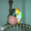 My parrot
