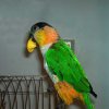 My parrot