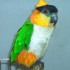 My parrot
