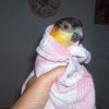 My parrot