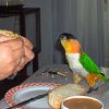 My parrot