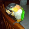 My parrot