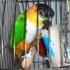 My parrot