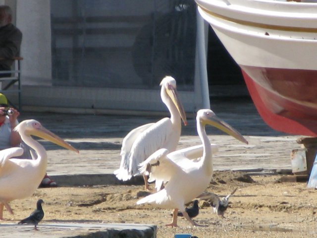 Pelicans