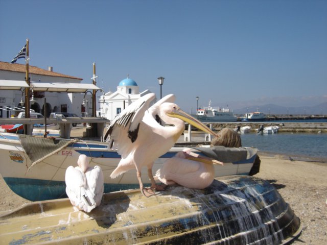 Pelicans