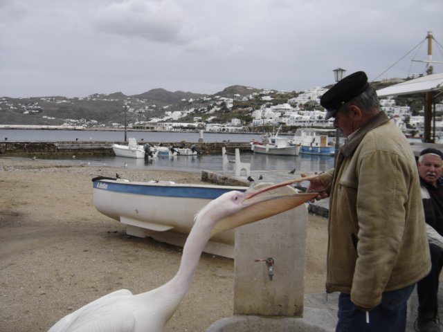 Pelicans