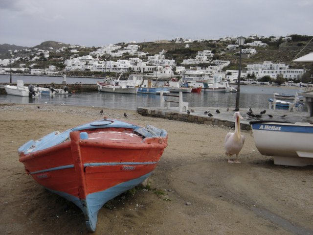 Pelicans