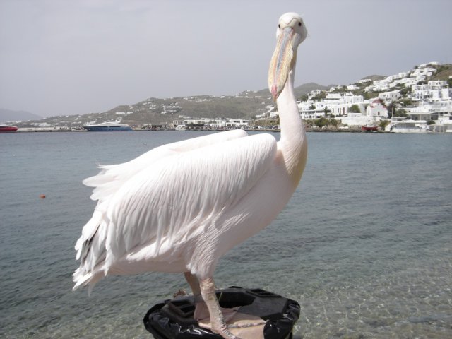 Pelicans