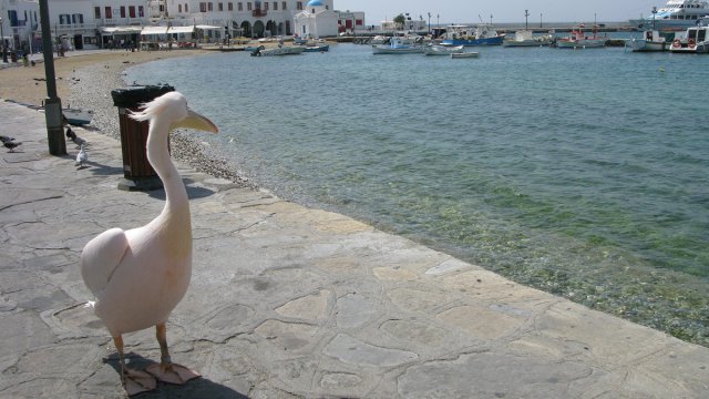 Pelicans