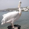 Pelicans