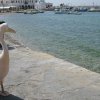 Pelicans
