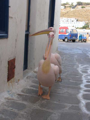 Pelicans'04