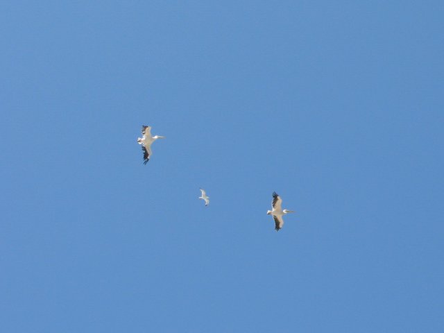Pelicans'04