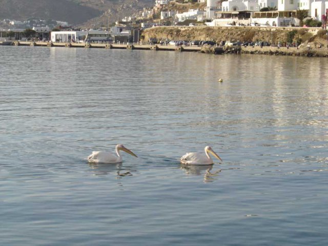 Pelicans'04