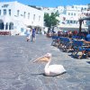 Pelicans'04