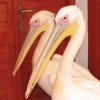 Pelicans'04